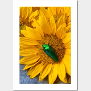 Large Green Beatle On Sunflower Posters and Art